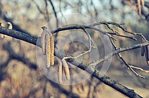 Birch twigs