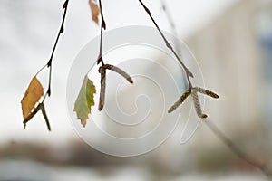 Birch twigs on a blurred background in winter