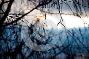 Birch twigs with catkins on blurred abstract background