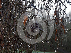 Birch twigs covered with raindrops