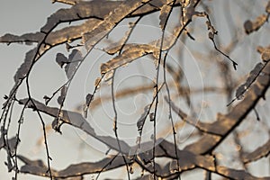 Birch twigs with frozen snow in the sun