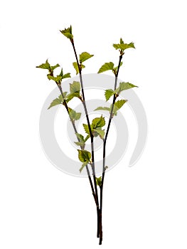 Birch twigs on isolated background