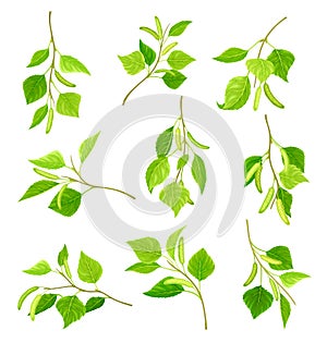 Birch twigs with leaves and aments set. Betula Pendula or Silver birch tree branches vector illustration
