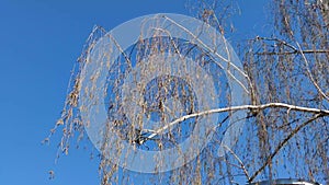 Birch twigs tree swaying on wind with clear blue sky on background, spring sunny day,nice weather,european nature