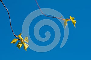 Birch twigs with young foliage on blue background at springtime