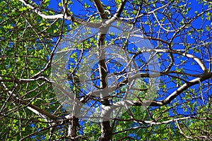 Birch twigs with the young green shining leaves