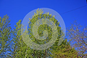 Birch twigs with the young green shining leaves