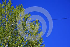 Birch twigs with the young green shining leaves