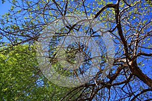 Birch twigs with the young green shining leaves