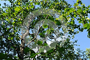 Birch twigs with the young green shining leaves hang down on blue sky background. Birch grows in the forest