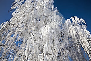 Birch under the snow