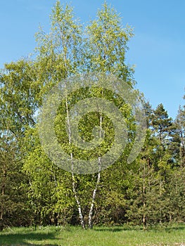 Birch warty (Betula pendula Roth) in the spring