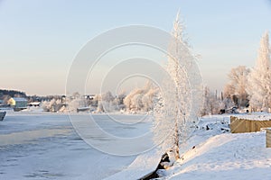 Birch on the waterfront in winter