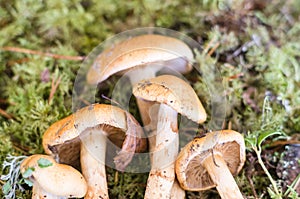 Birch webcap (Cortinarius triumphans) mushrooms