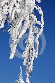 Birch winter