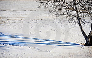 Birch in winter