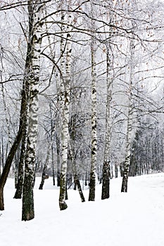 Birch winter alley