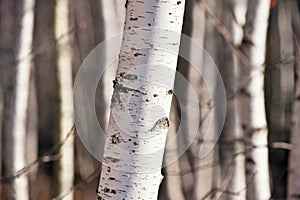 Birch wood (Betula) photo