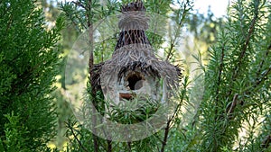 Birch wood birdhouse is rented out.