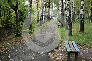 A birch wood forest in the summe .