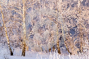 Birch wood in hoarfrost