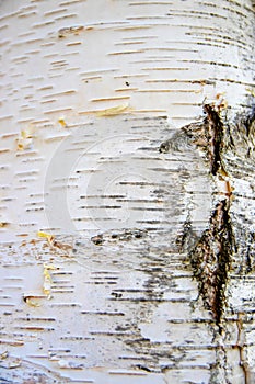 Birch - wood obtained from trees of two species of the genus Birch lat. Betula, birch bark lat. Betula pendula and fluffy birc photo