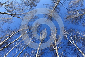 Birch wood in spring against the blue sky