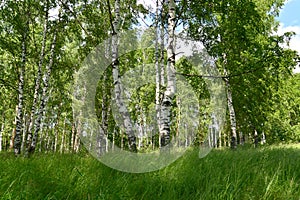 The birch wood. Summer landscape