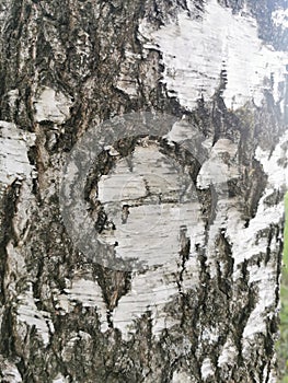 Birch wood texture - natural background. Birch tree pattern, abstract background. Birch bark close-up