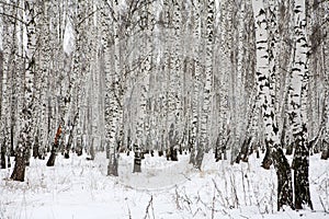 Birch wood in winter Russia