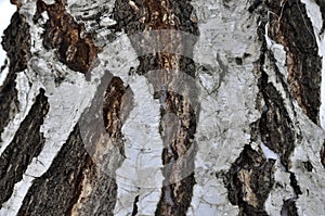 The birch wooden contrasted pattern