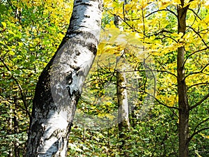 Birch and yellow foliage of ash tree in autumn