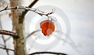 Birch yellow leaf under icy
