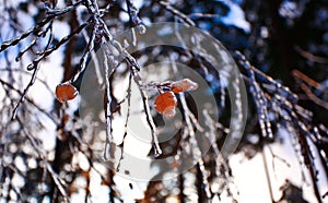 Birch yellow leaf under icy