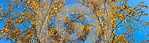 Birch with yellow leaves against the blue sky