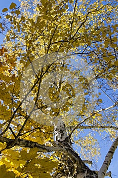 Birch with yellow leaves, blue sky, autumn sunny day, bottom view