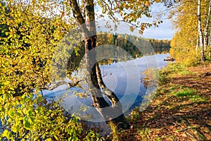 Birch with yellow leaves near the water . Autumn landscape