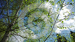 Birch with young bright green leaves against the background cloud