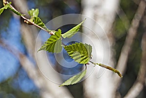 Birch young leaves (Betula pendula Roth)