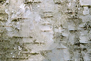 Birchbark