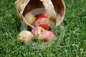 Birchbark basket full of gala apples photo