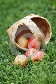 Birchbark basket full of gala apples