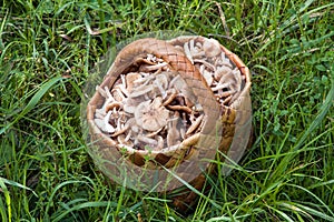 Birchbark basket full of mushrooms