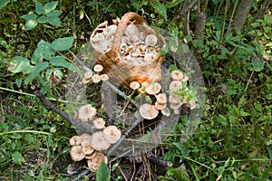 Birchbark basket full of mushrooms photo