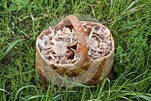 Birchbark basket full of mushrooms photo