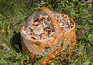 Birchbark basket full of mushrooms photo