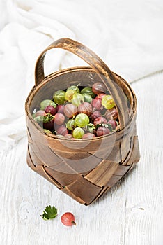 Birchbark basket full of ripe green and red gooseberries photo