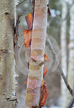 Birchbark colors