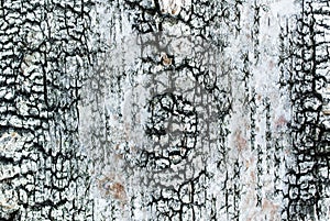 Birchbark texture photo