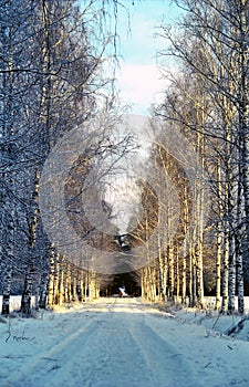 Birche alley in winter park